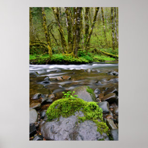 Rivier in groen bos, Oregon Poster