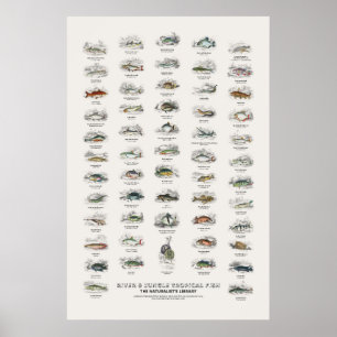 Rivier- & Jungle Tropische Vissen-Naturalist's Bib Poster