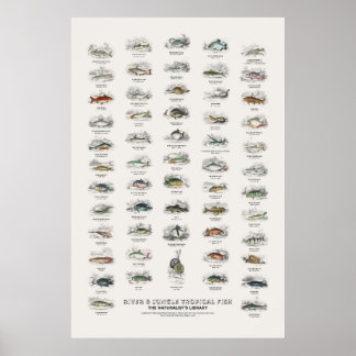 Rivier- & Jungle Tropische Vissen-Naturalist's Bib Poster