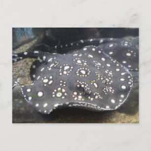 Rivier Stingray # 15 Briefkaart