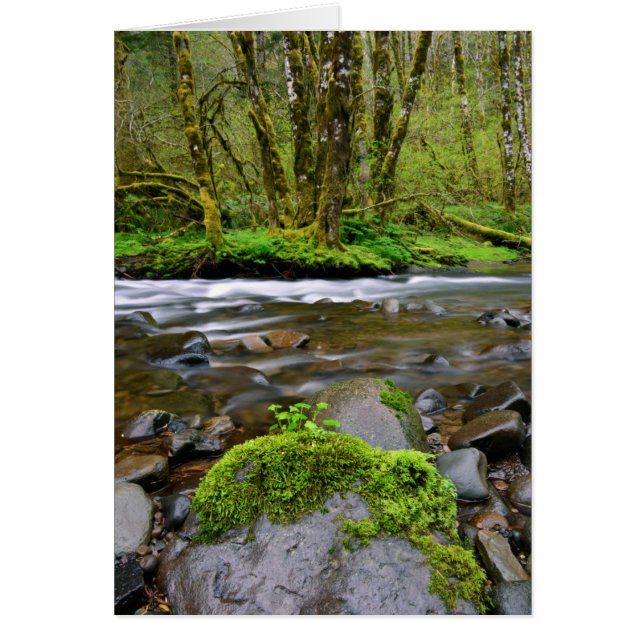 Rivière dans la forêt verte, Oregon (Devant)