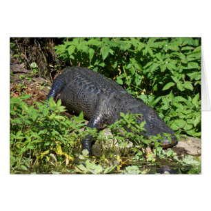 Rivière Silver Alligator