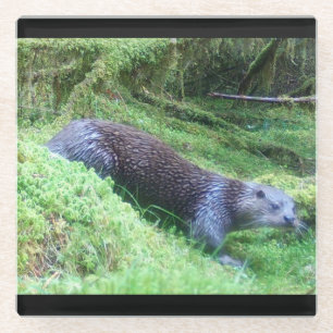 Rivierotters Vreedzaam Waters Dieren Scene Natuur Glazen Onderzetter