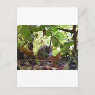 Rivierrat Briefkaart