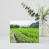 Riz paddy terrain paysage : Carte postale (Debout devant)