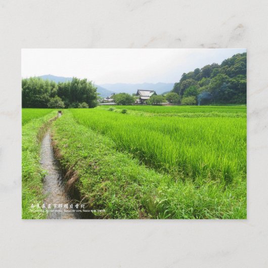 Riz paddy terrain paysage : Carte postale (Devant)