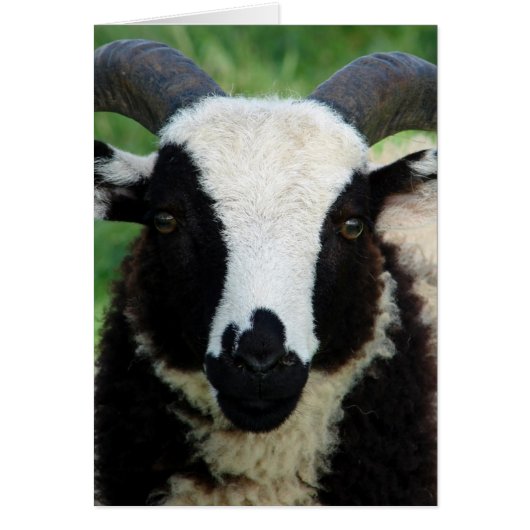 RJ de Jacob Ram Lamb (Voorkant)