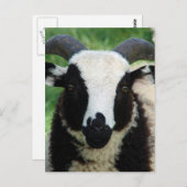 RJ de Jacob Ram Lamb Briefkaart (Voorkant / Achterkant)