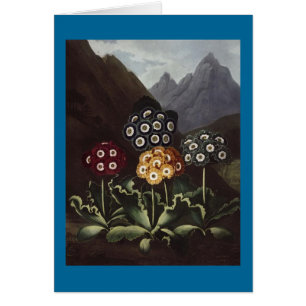RJ Thornton - Groupe d'Auriculas