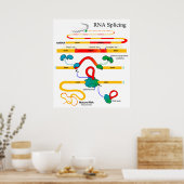 RNA Splicing Molecular Biology Genetics Diagram Poster (Keuken)
