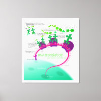 RNA Vertaling in Eiwitsynthesediagram