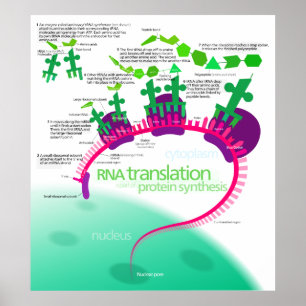 RNA Vertaling in Eiwitsynthesediagram Poster