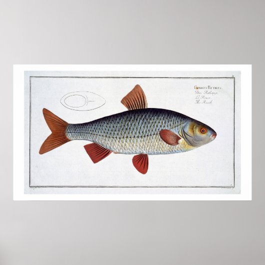 Roach (Cyprinus Rutilis) bord II van "Ichthyolog Poster (Voorkant)