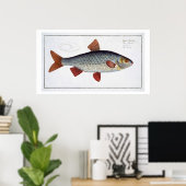 Roach (Cyprinus Rutilis) bord II van "Ichthyolog Poster (Thuiskantoor)