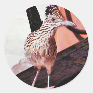 Road Runner Arizona Desert Oiseau coucou Sticker
