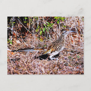 Roadrunner Bird Briefkaart