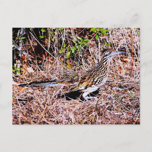 Roadrunner Bird Briefkaart (Voorkant)