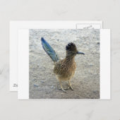 Roadrunner Briefkaart (Voorkant / Achterkant)