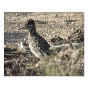 Roadrunner Foto Afdruk