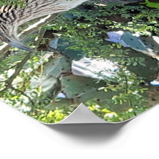 Roadrunner in het landschap Arizona Poster (Hoek)