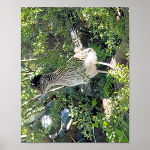 Roadrunner in het landschap Arizona Poster