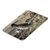 Roadrunner Magnet Magneet (Linkerzijde)