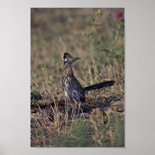 Roadrunner Poster (Voorkant)