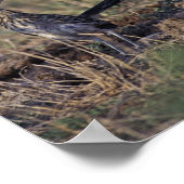 Roadrunner Poster (Hoek)