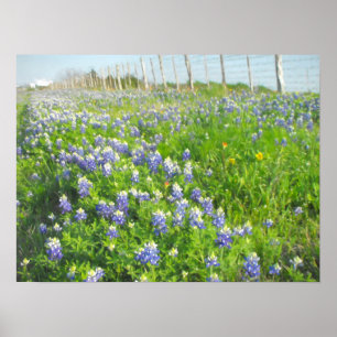 Roadside Bluebonnets Print