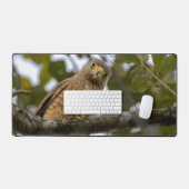 Roadside Hawk, Wildlife Avian Photography (Clavier et souris)