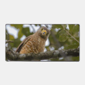 Roadside Hawk, Wildlife Avian Photography (Recto)