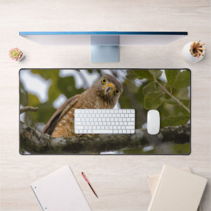 Roadside Hawk, Wildlife Avian Photography Bureaumat