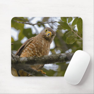 Roadside Hawk, Wildlife Avian Photography Muismat