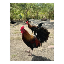 Roadside Roosters in Philipsburg, Sint Maarten