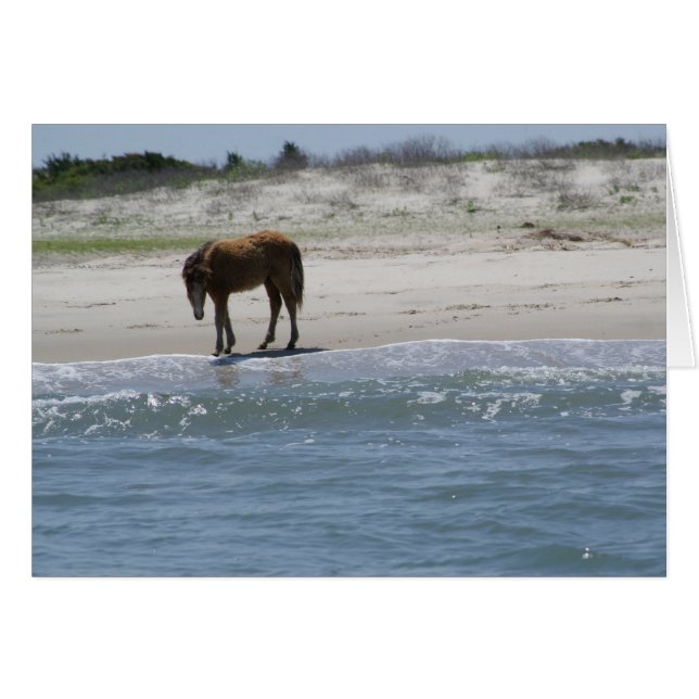 Roamvrij (Voorkant Horizontaal)