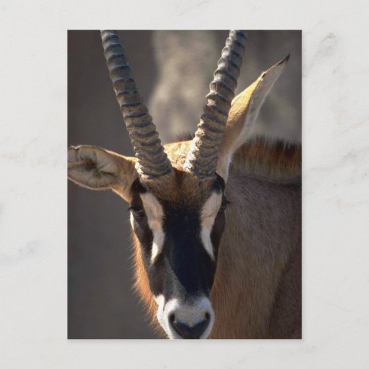 Roan Antelope Head Briefkaart (Voorkant)