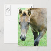 Roan Horse Photo Briefkaart (Voorkant / Achterkant)