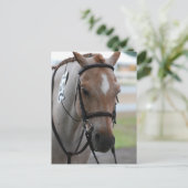 Roan Pony Briefkaarten (Staand voorkant)