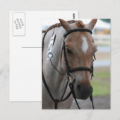Roan Pony Briefkaarten (Voorkant / Achterkant)