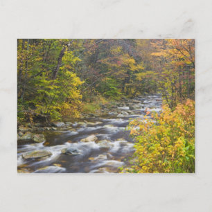Roaring Brook in herfst in Vermont's Green 2 Briefkaart