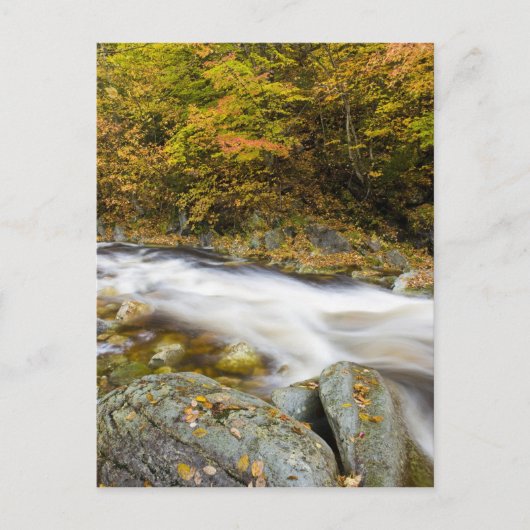 Roaring Brook in herfst in Vermont's Green Briefkaart (Voorkant)