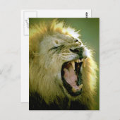 Roaring-leeuw Briefkaart (Voorkant / Achterkant)