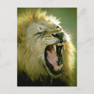 Roaring-leeuw Briefkaart