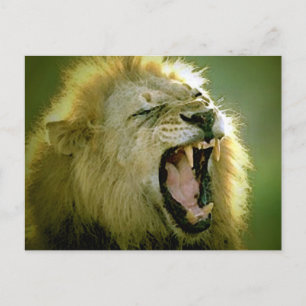 Roaring-leeuw Briefkaart