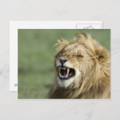 Roaring leun briefkaart (Voorkant / Achterkant)