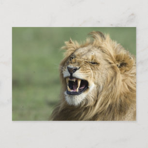 Roaring leun briefkaart