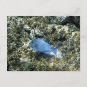 Roatán blauwe vis briefkaart