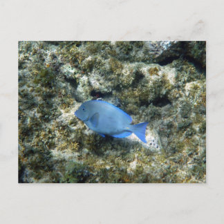 Roatán blauwe vis briefkaart