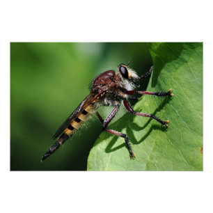 Robber Fly Perfect Poster
