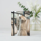 Robe mariage, Carte postale (Debout devant)